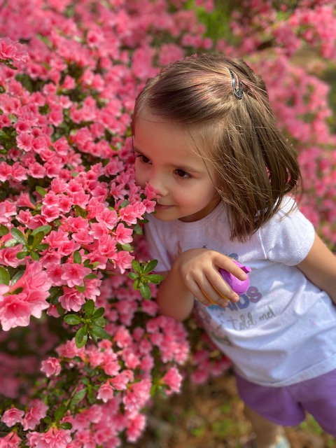 Azalea plant in full bloom in Smoky Mountains