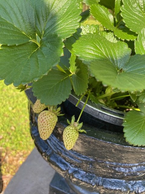 Strawberry plant growing in Smoky Mountains area