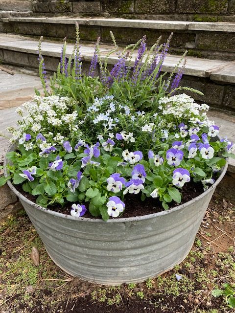 Antique tin bucket with spring flowers planted in it