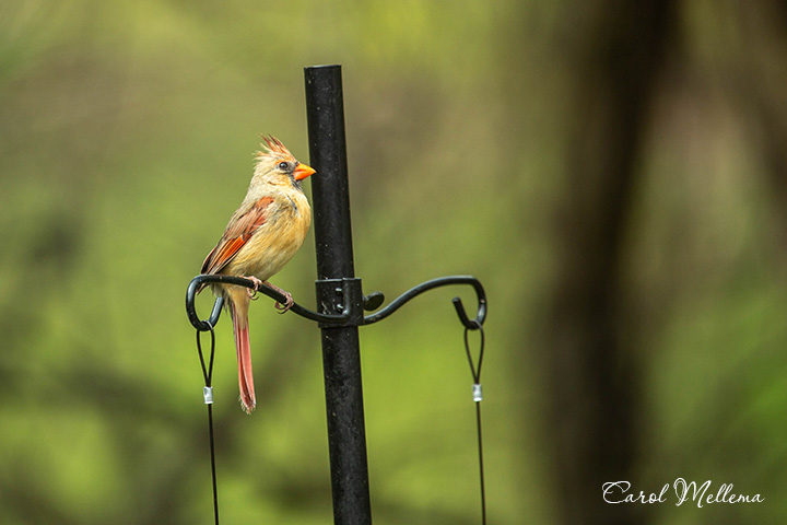 A cardinal in Great Smokey Mountains area