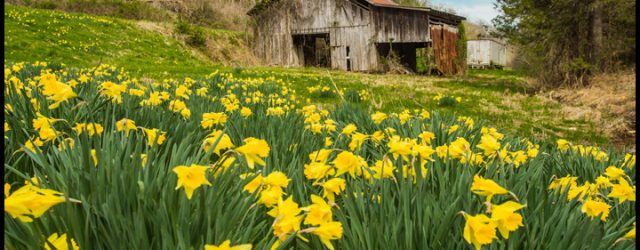 Daffodils in bloom in Smoky Mountains in Spring