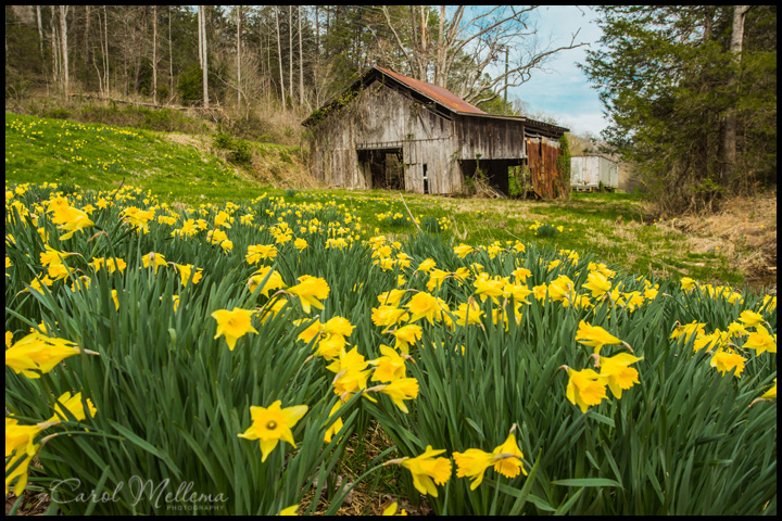 Smoky Mountains Daffodils in bloom near an old barn