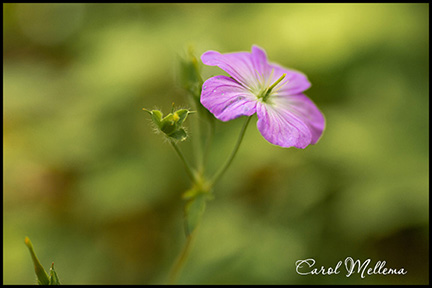 Smoky Mountains Wild Geranium wildflower in Spring