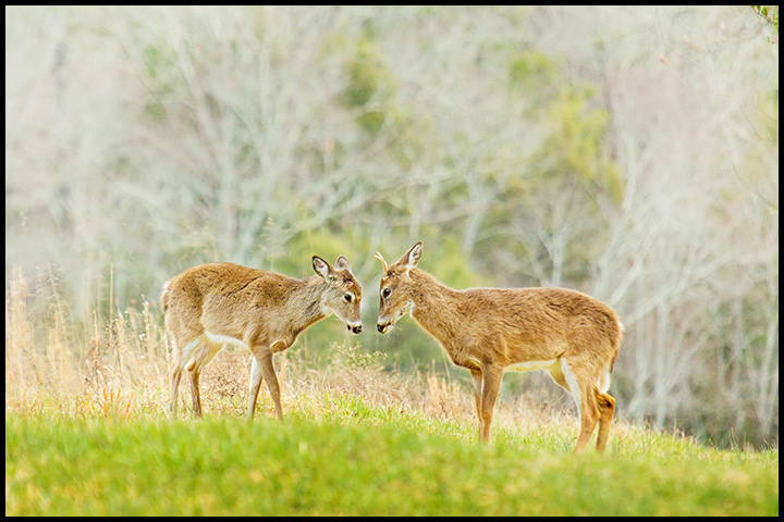 Male and female deer greet each other in Cades Cove in Smoky Mountains