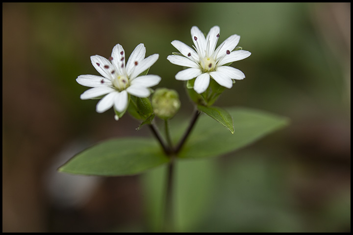 Wilidflowers blooming in spring in Smoky Mountains National Park