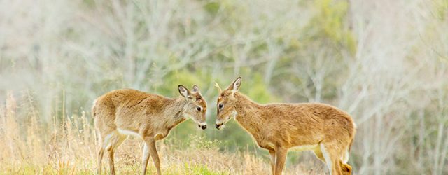 Young deer in Cades Cove Smoky Mountains