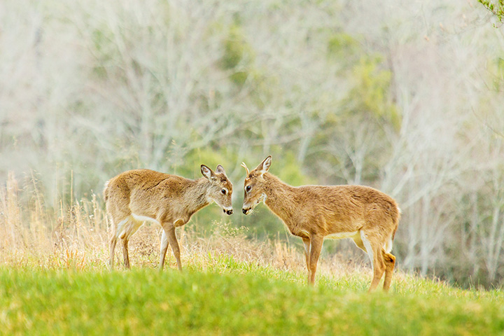 Young deer in Cades Cove Smoky Mountains