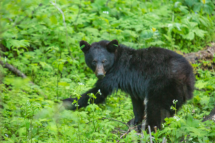 Black Bear in Great Smoky Mountains