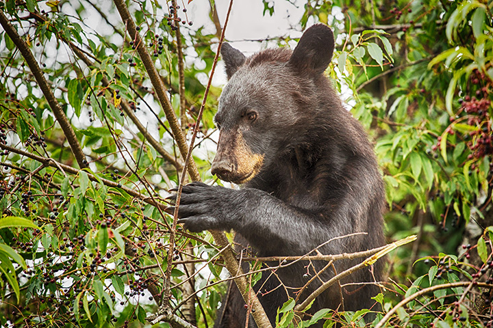 Bear in tree in Smoky Mountains