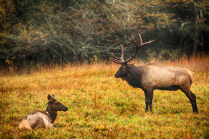 Elk in Smoky Mountains National Park