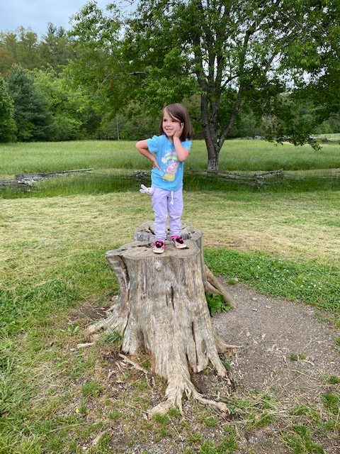 Cades-Cove-Tree-Stump